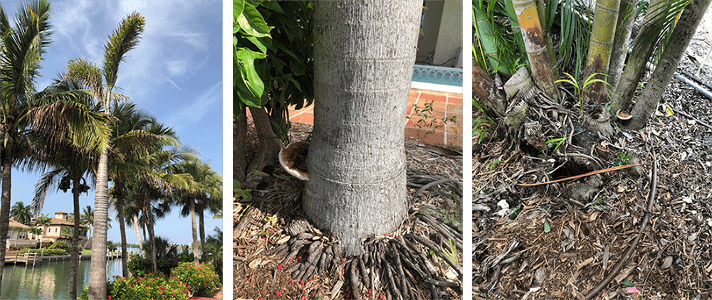 What’s killing my palm trees?